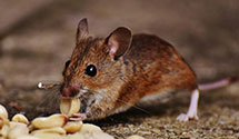 24 Hour & Emergency Exterminators in Woodmere, OH